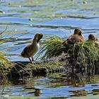 Familienidylle am Flakensee