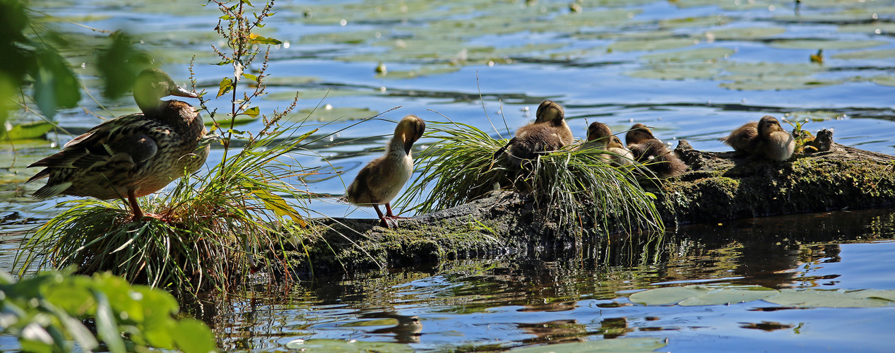 Familienidylle am Flakensee