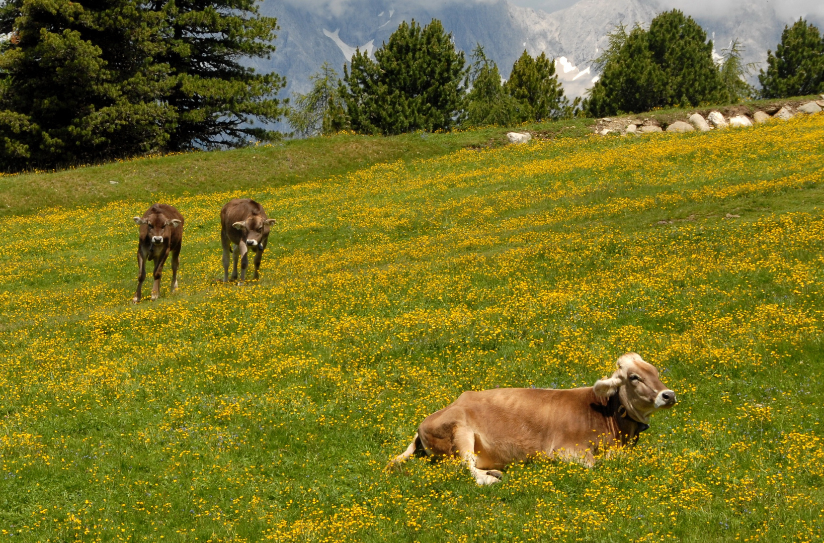 Familienidylle auf der Feldringer Alm