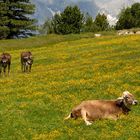 Familienidylle auf der Feldringer Alm