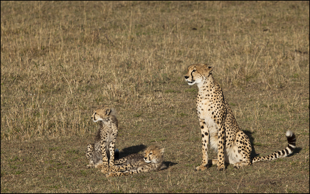 Familienidylle bei den Geparden