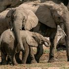 Familienidylle bei den Wüstenelefanten