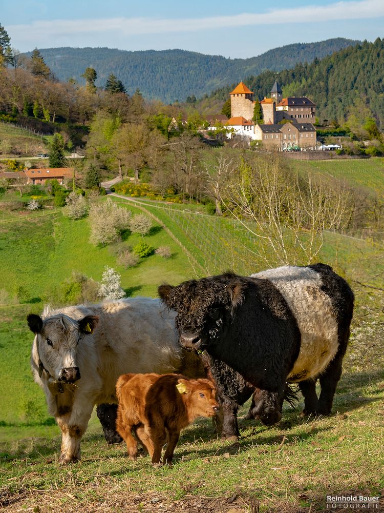 Familienidylle bei Familie Galloway