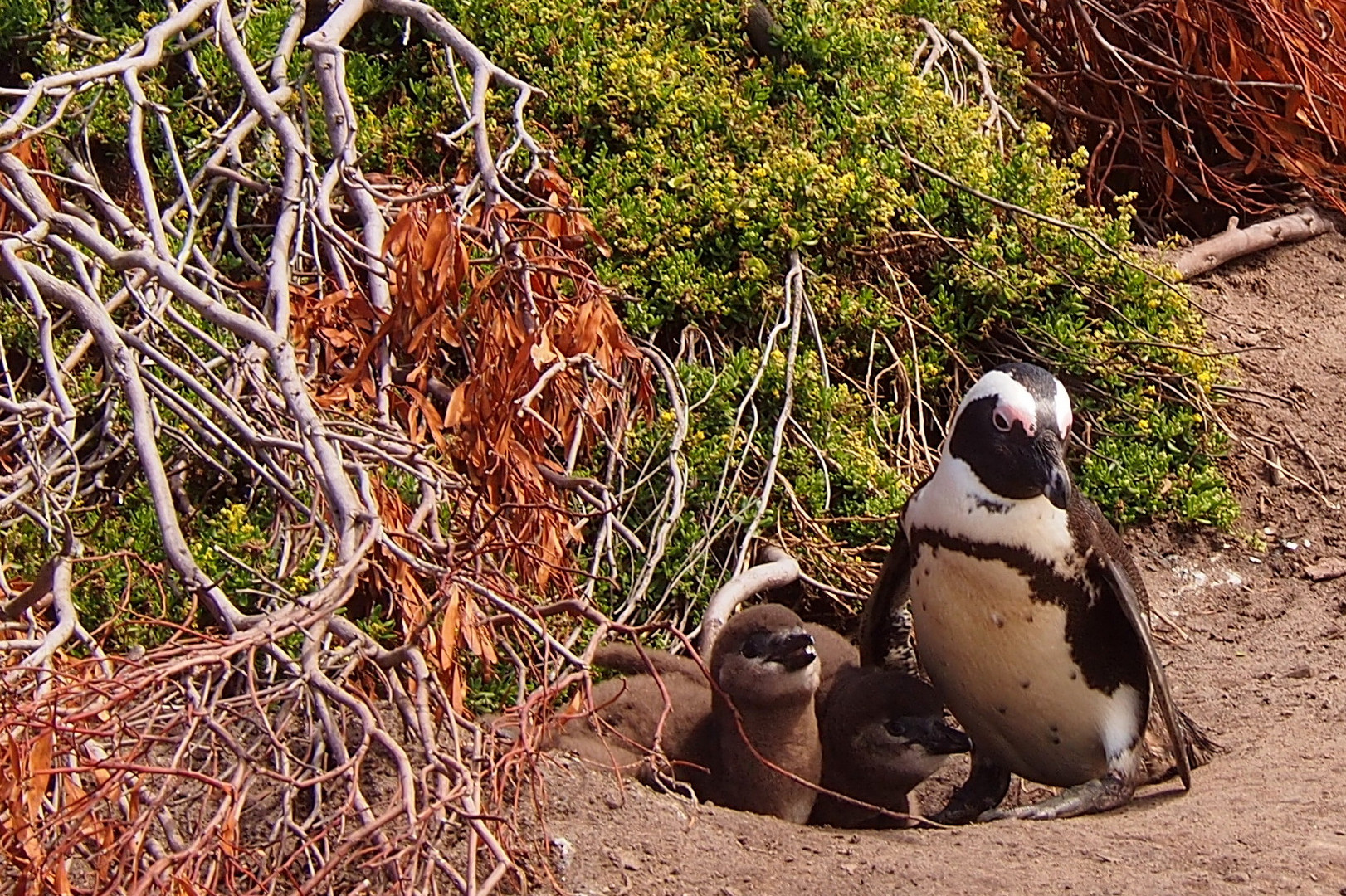 Familienidylle bei Pinguins