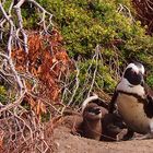 Familienidylle bei Pinguins