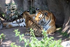 Familienidylle bei Tigers