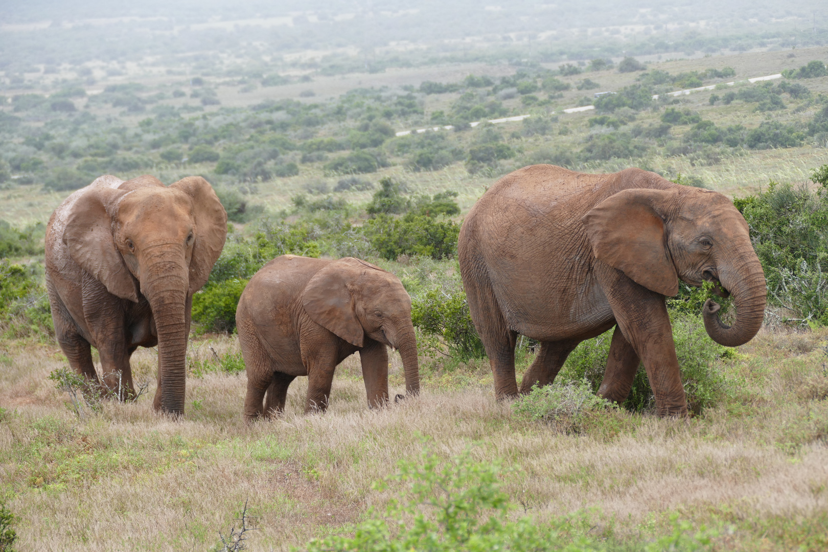 Familienidylle im Addo - Elephant-Park