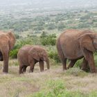 Familienidylle im Addo - Elephant-Park