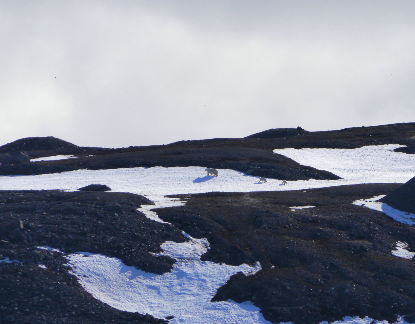 Familienidylle in der Ferne - Spitzbergen