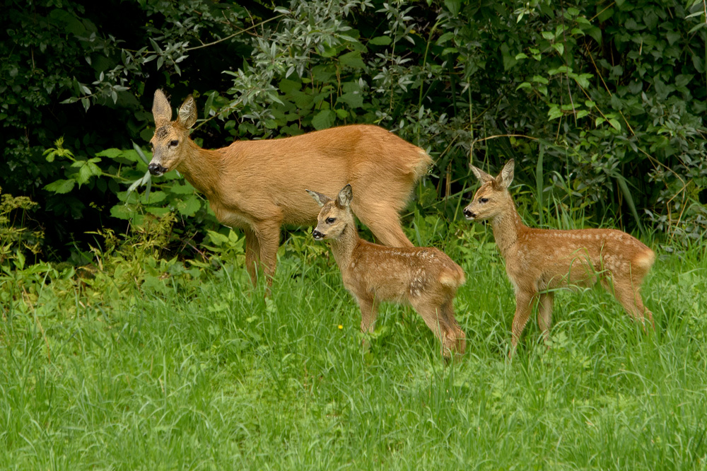 Familienleben