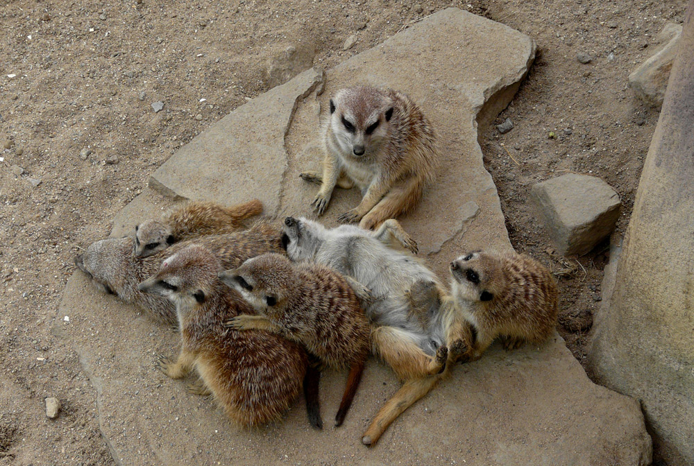 Familienleben bei den Erdmännchen