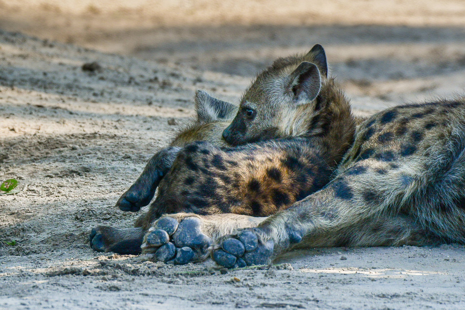 Familienleben bei den Hyänen