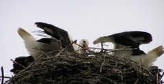 Familienleben bei den Storch's