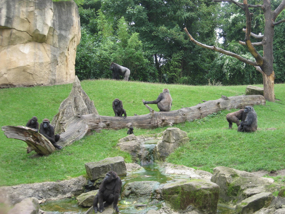 Familienleben der Gorilla