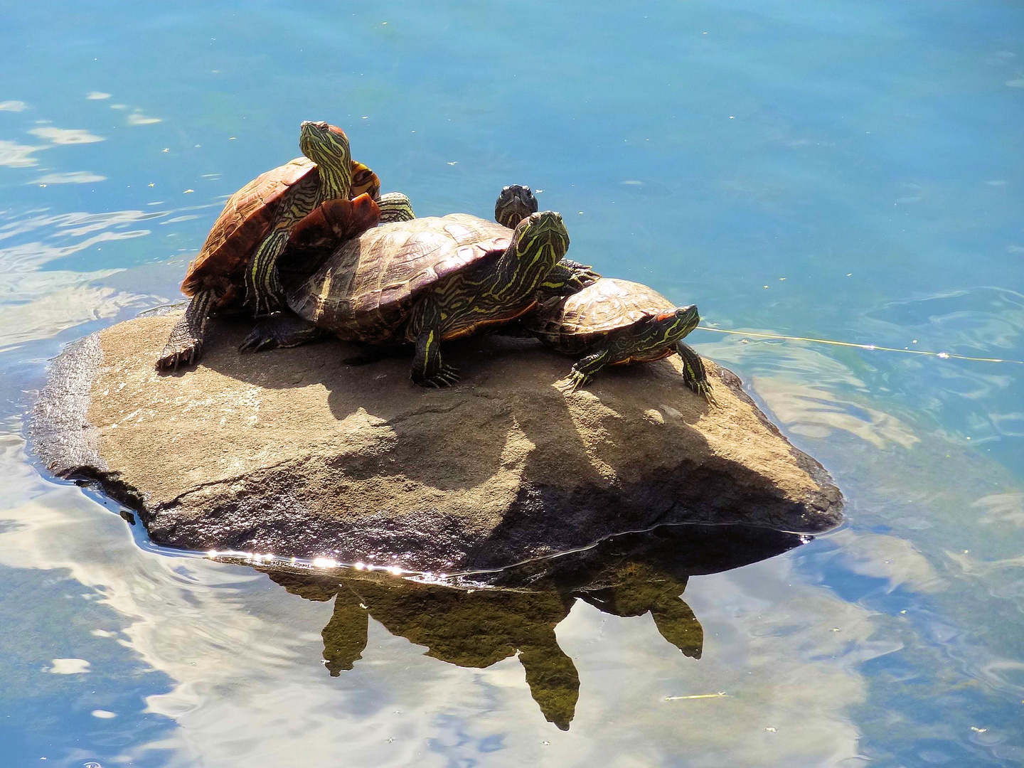 familienleben im central park