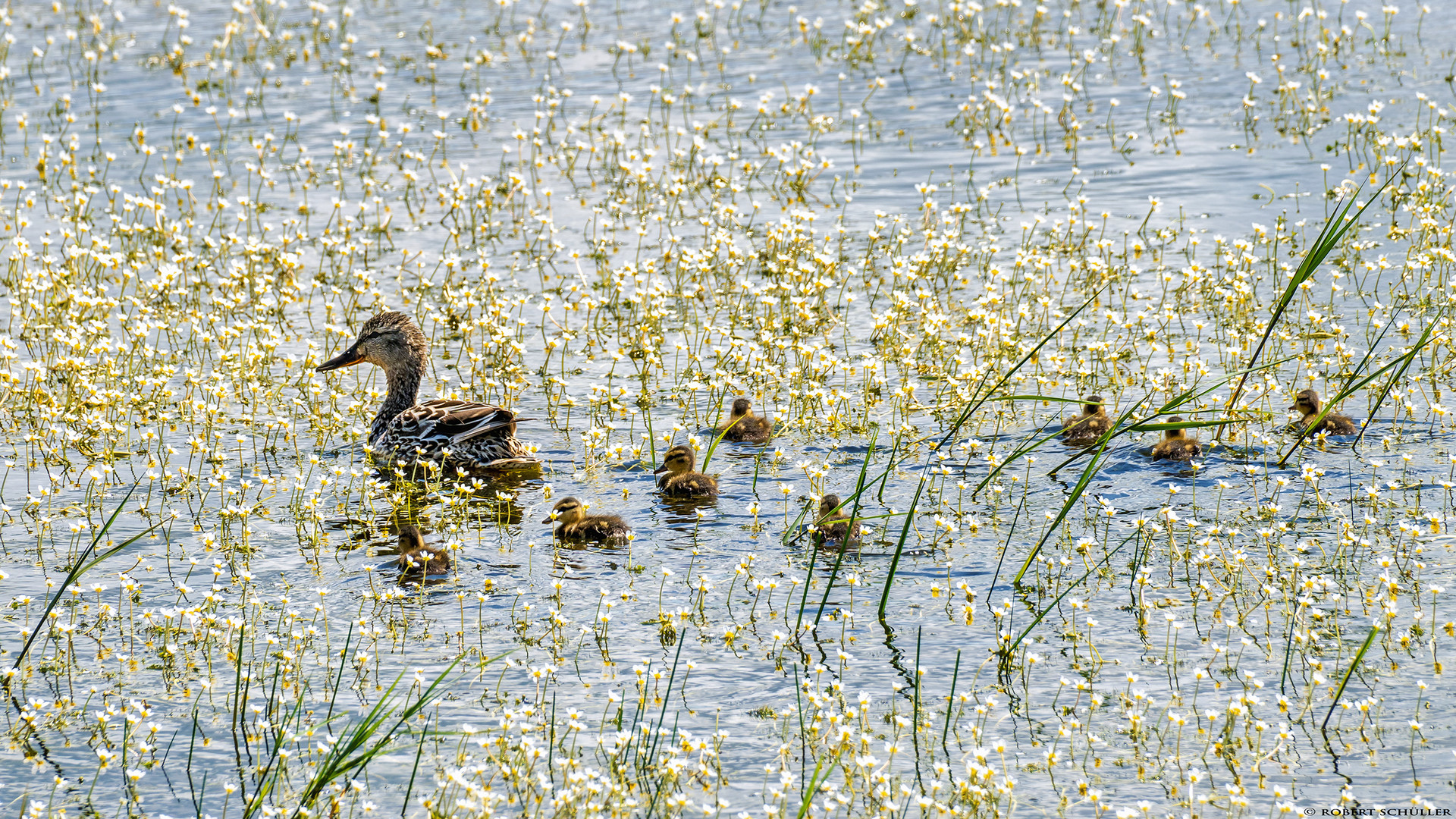 Familienleben im Elysium.