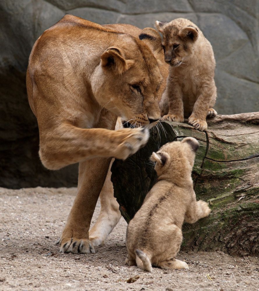 Familienleben live