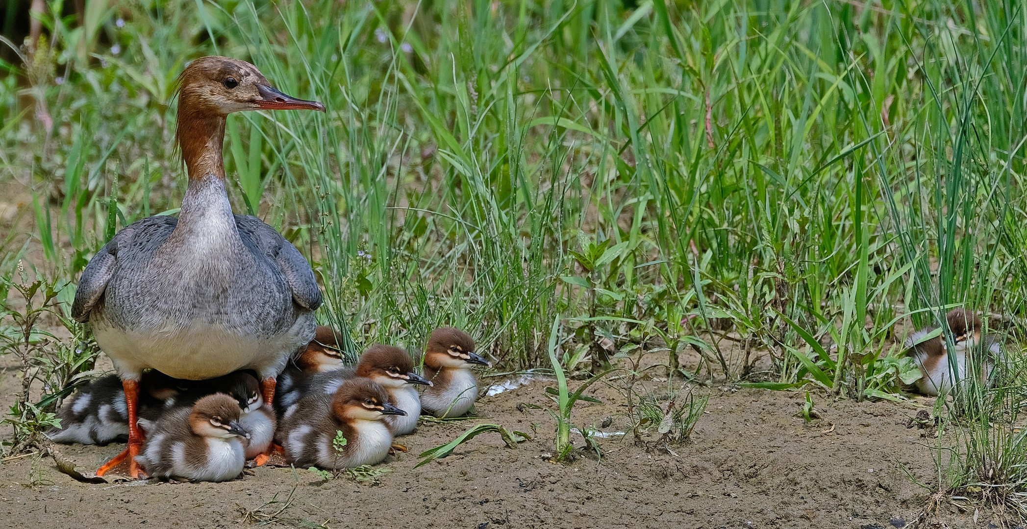 Familiennausflug der Gänsesäger