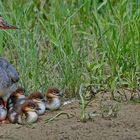 Familiennausflug der Gänsesäger