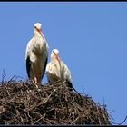 Familienplanung