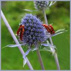  Familienplanung an der Edeldistel