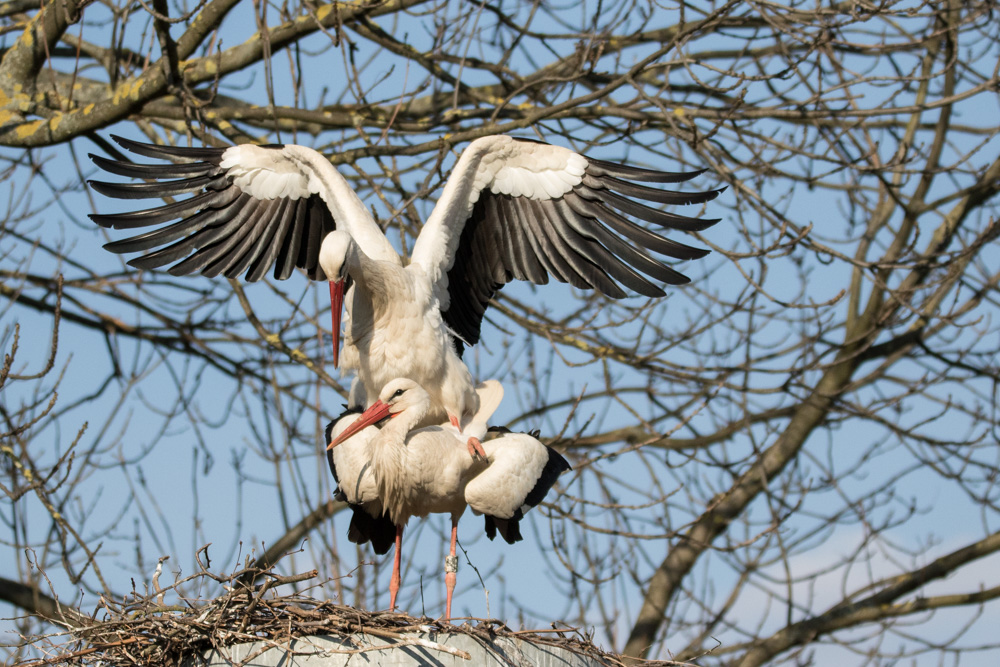 Familienplanung bei Familie Storch