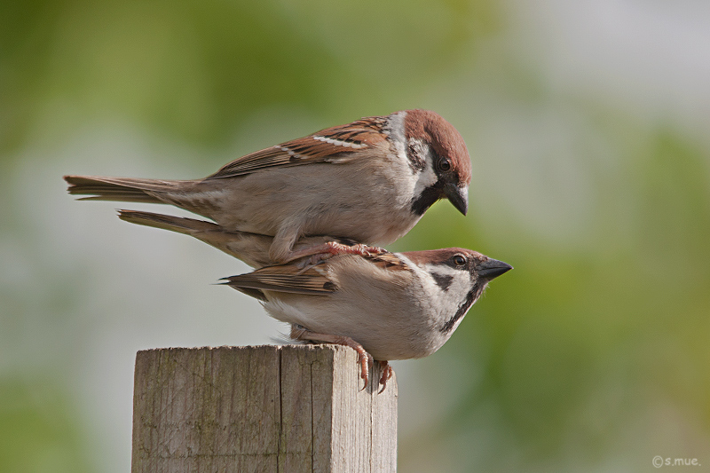 Familienplanung bei Sperlings