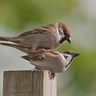 Familienplanung bei Sperlings