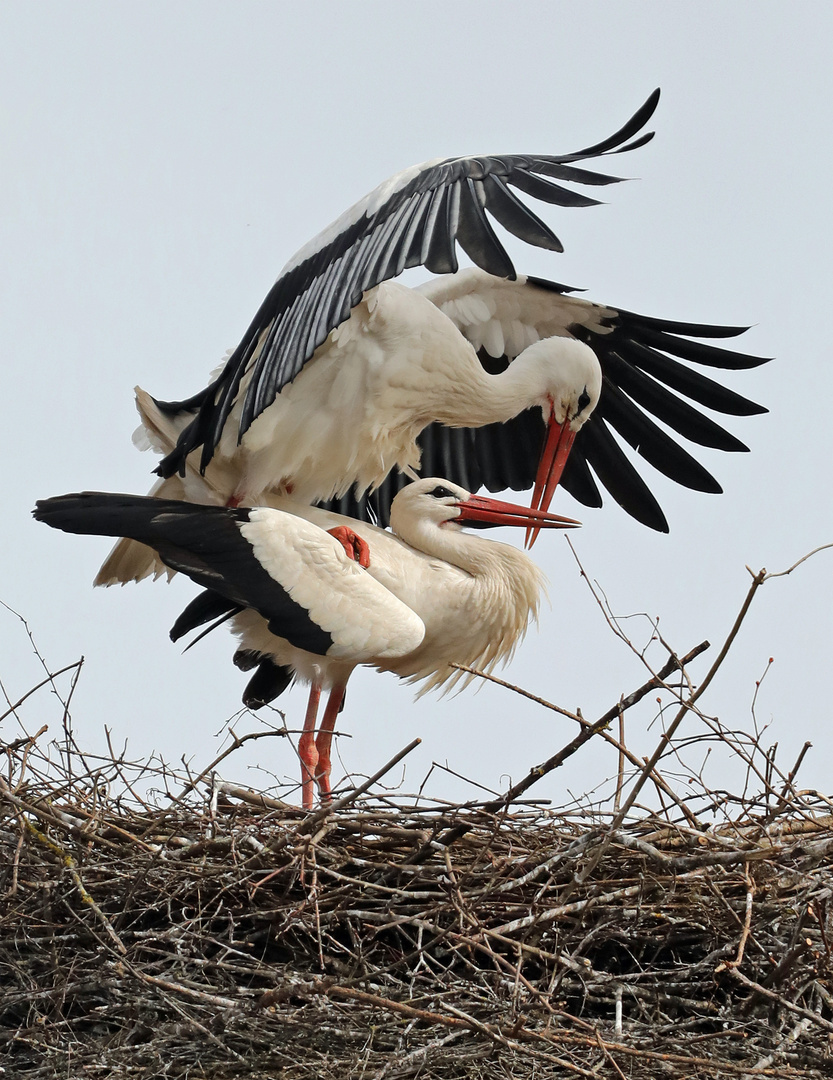 Familienplanung