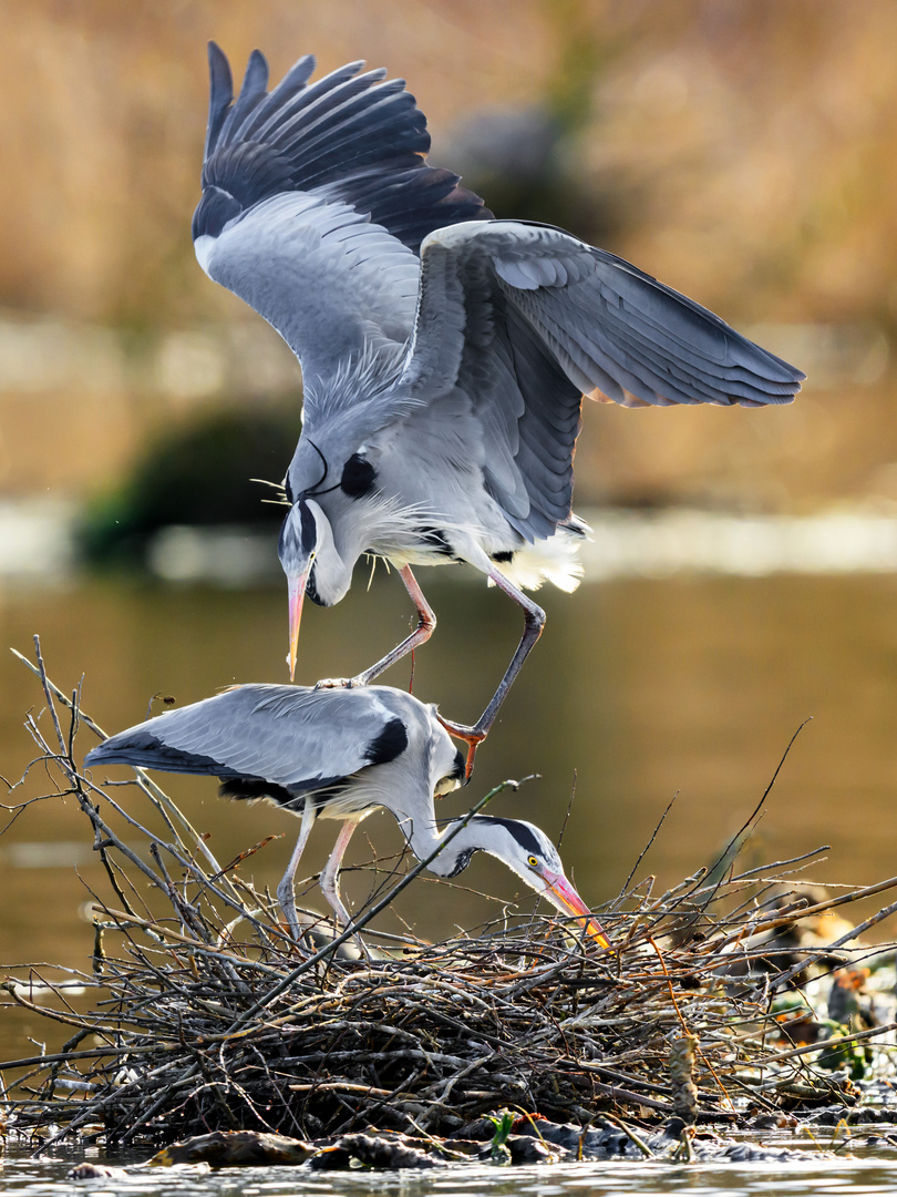 Familienplanung...I