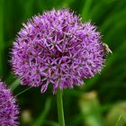 Familienplatz Wien Ottakring Schöne Blumen