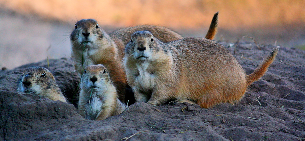 Familienportrait