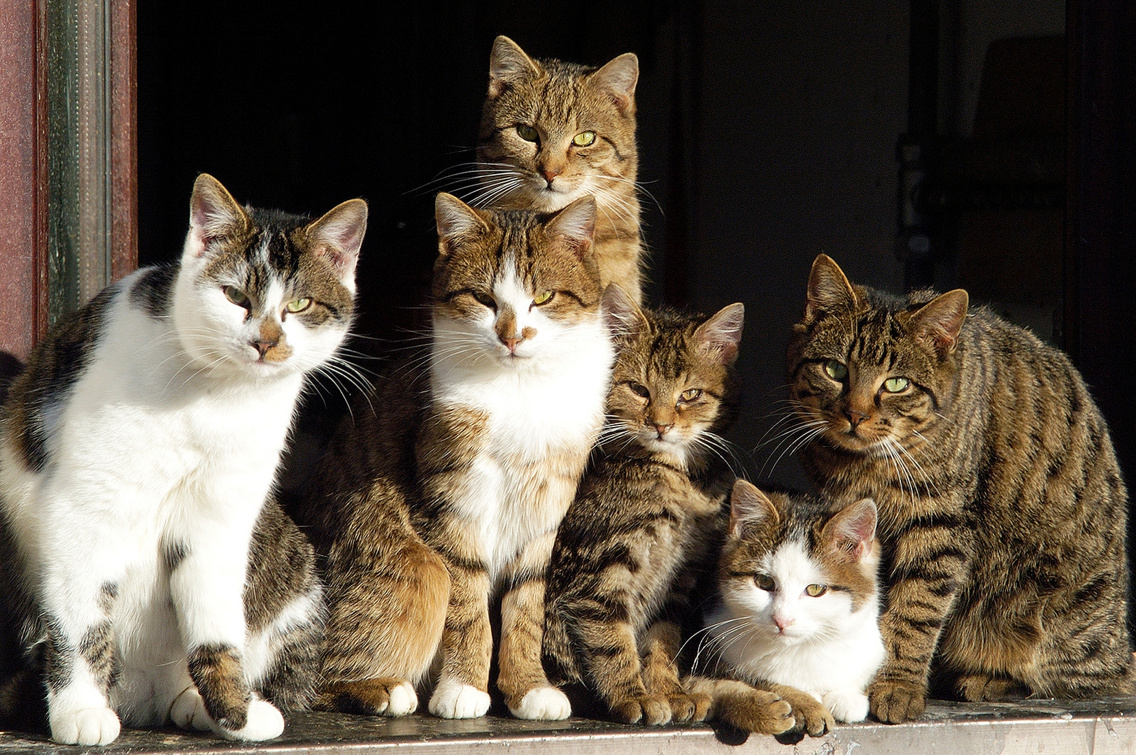 Familienportrait Foto & Bild natur, katze, katzen Bilder auf
