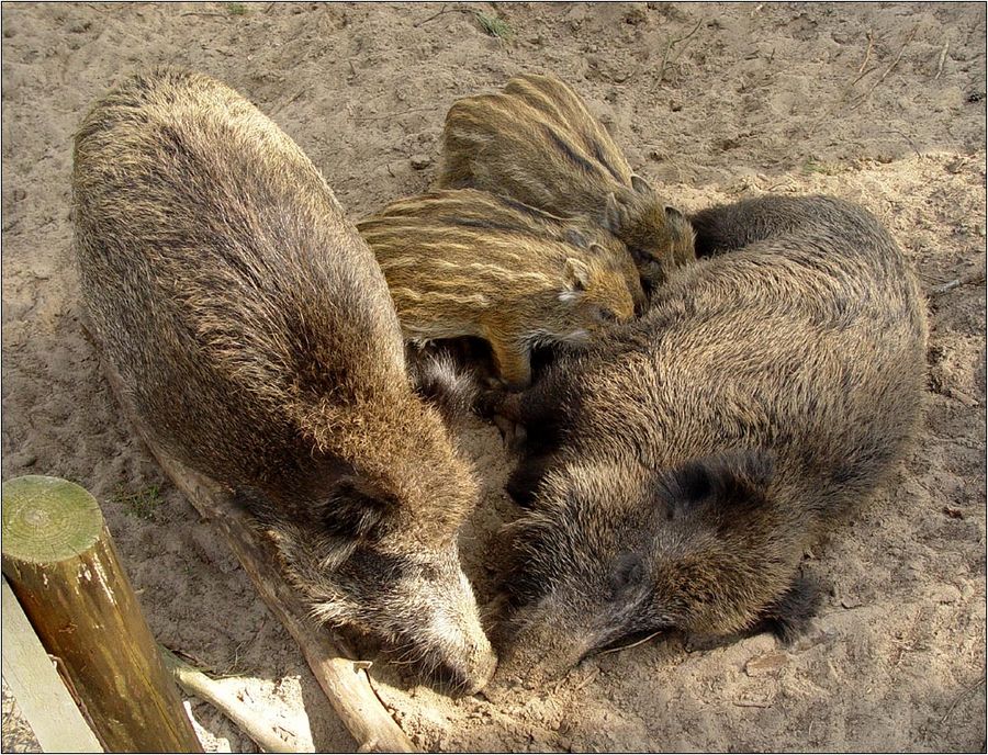 Familienschweinerei