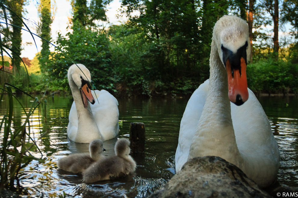 Familienshooting