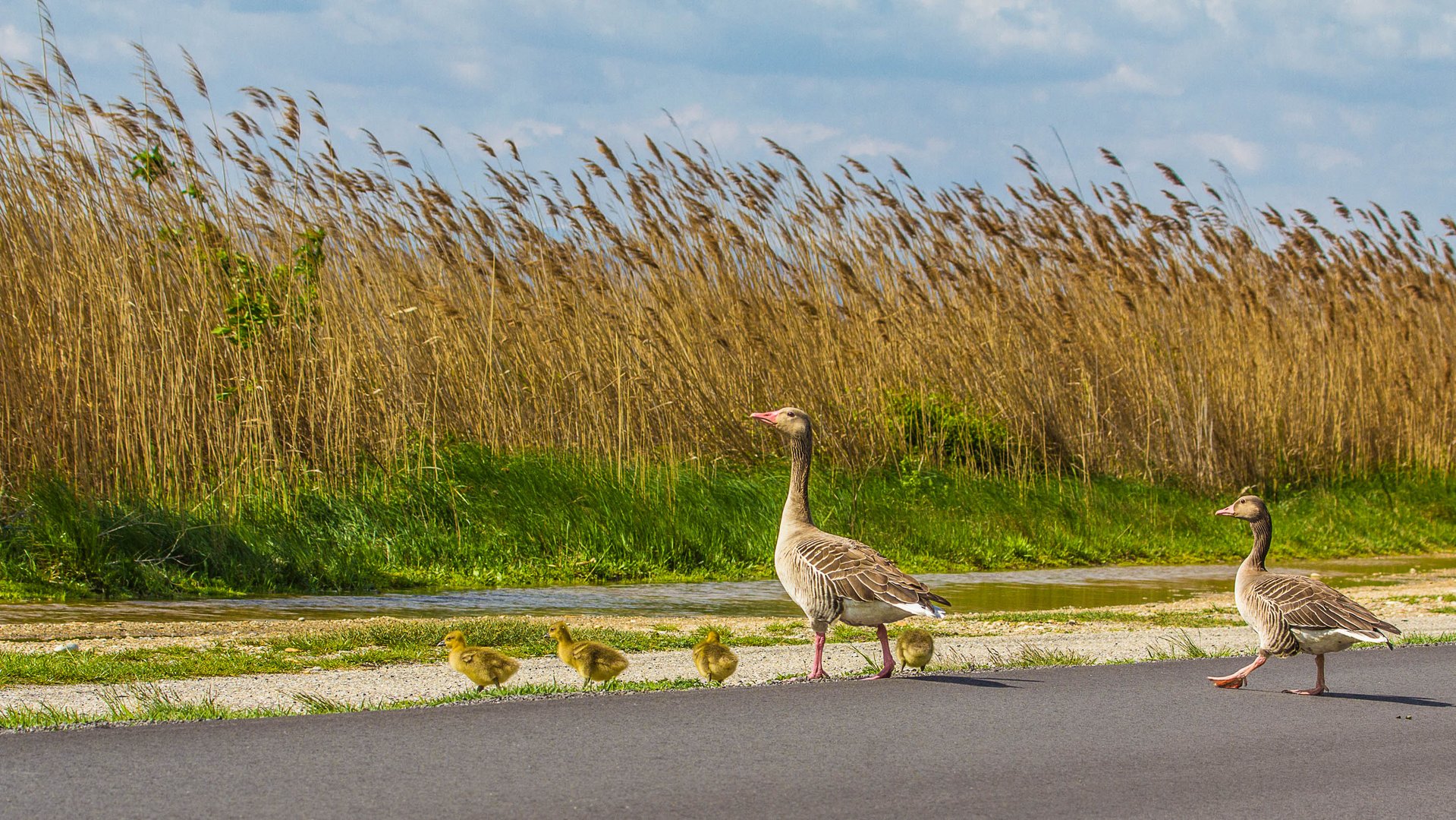 Familienspaziergang