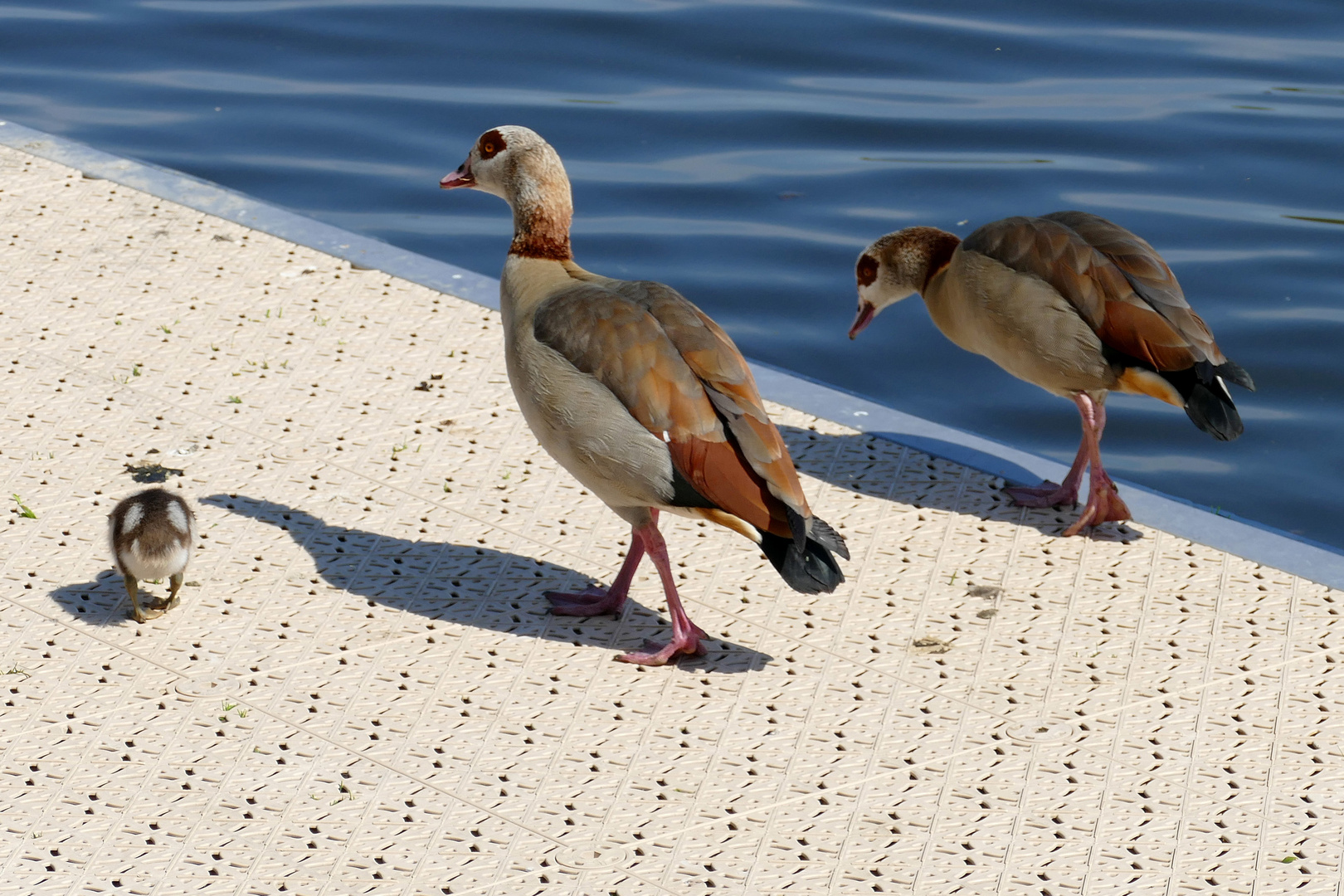 Familienspaziergang der Nilgänse