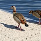 Familienspaziergang der Nilgänse