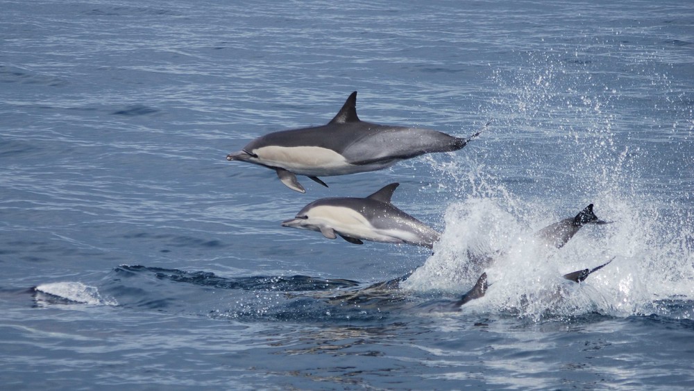 Familiensprung Common Dolphin, Algoa Bay