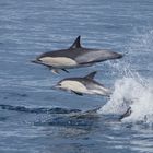 Familiensprung Common Dolphin, Algoa Bay