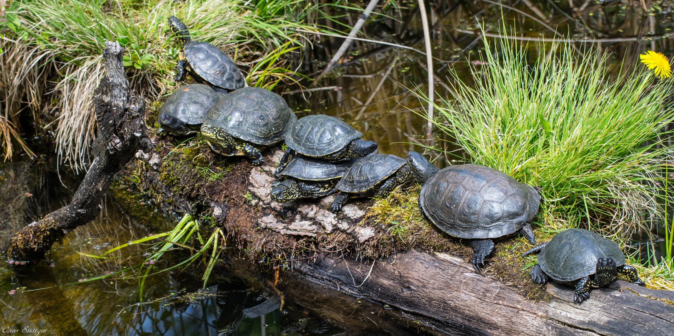 Familienstammbaum der Schildkröten 