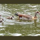 Familientag bei Enten - Nilgänsen