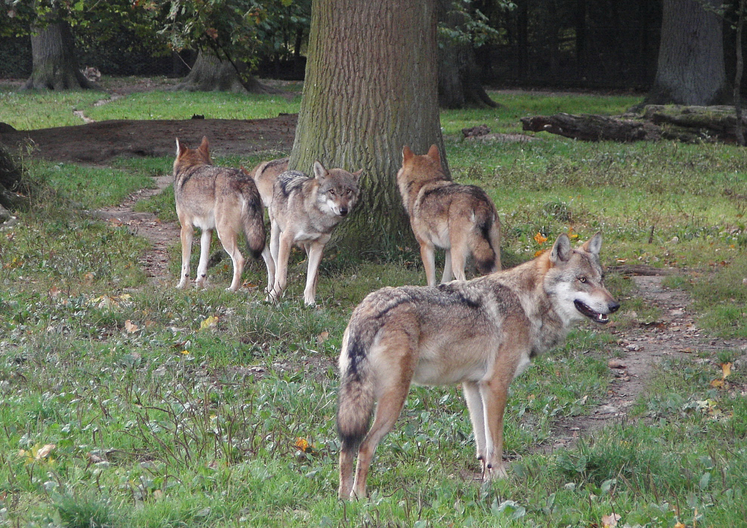 Familientreff - Wolfsleben 3