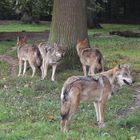 Familientreff - Wolfsleben 3