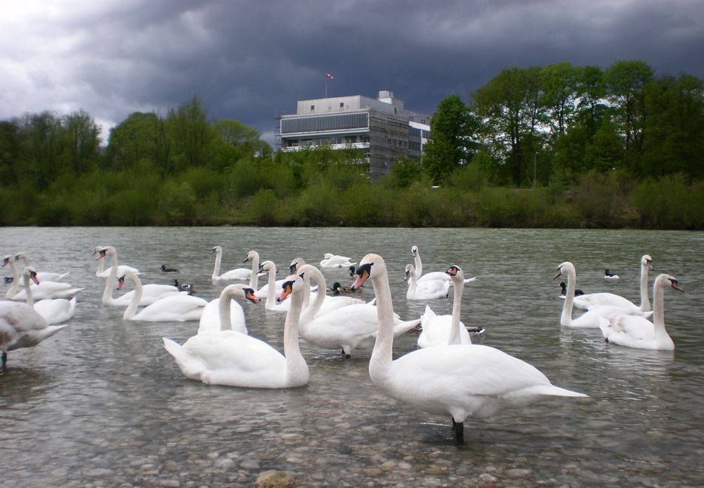 Familientreffen an der Isar