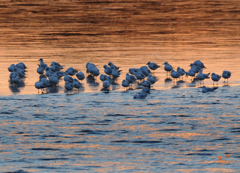 Familientreffen auf dem Elbsee