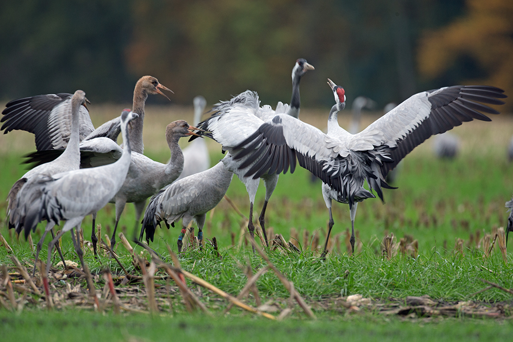 Familientreffen bei den Kranichen