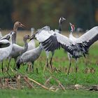 Familientreffen bei den Kranichen