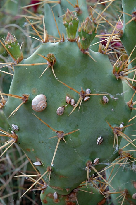 Familientreffen der Kaktusschnecken