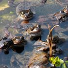 Familientreffen im Frühling